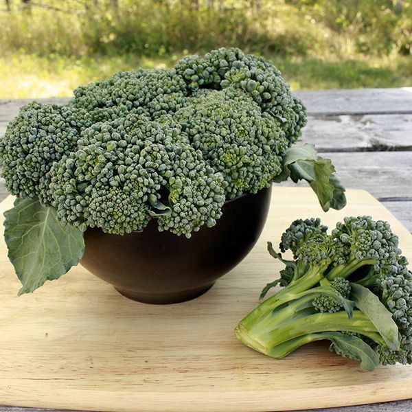 Waltham 29 Broccoli 275 - 144K Seeds High Yields Bulk Fresh Heirloom Non - GMO