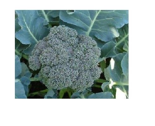 Waltham 29 Broccoli 275 - 144K Seeds High Yields Bulk Fresh Heirloom Non - GMO