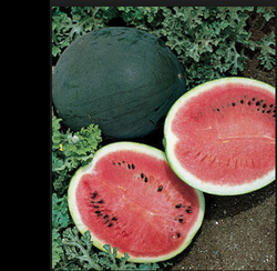 Watermelon 25 - 50 -100 Seeds Bush Sugar Baby Heirloom Non GMO Beautiful small