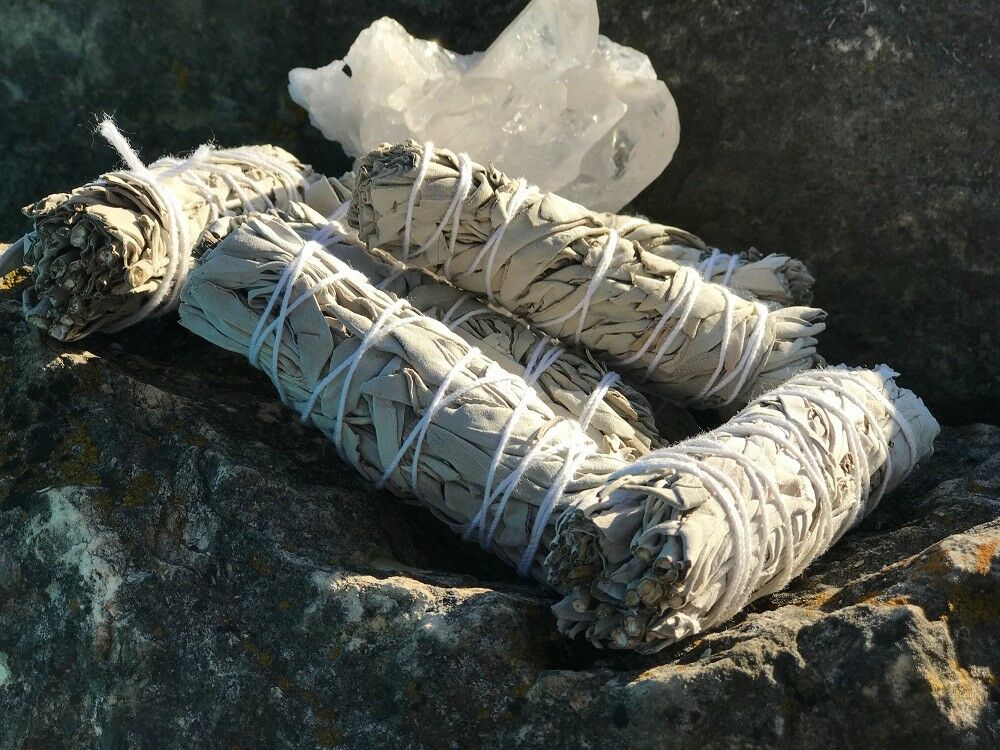 White Sage 20 - 1500 Seeds ORGANIC Herbs Salvia Apiana Medicinal Rare Perennial