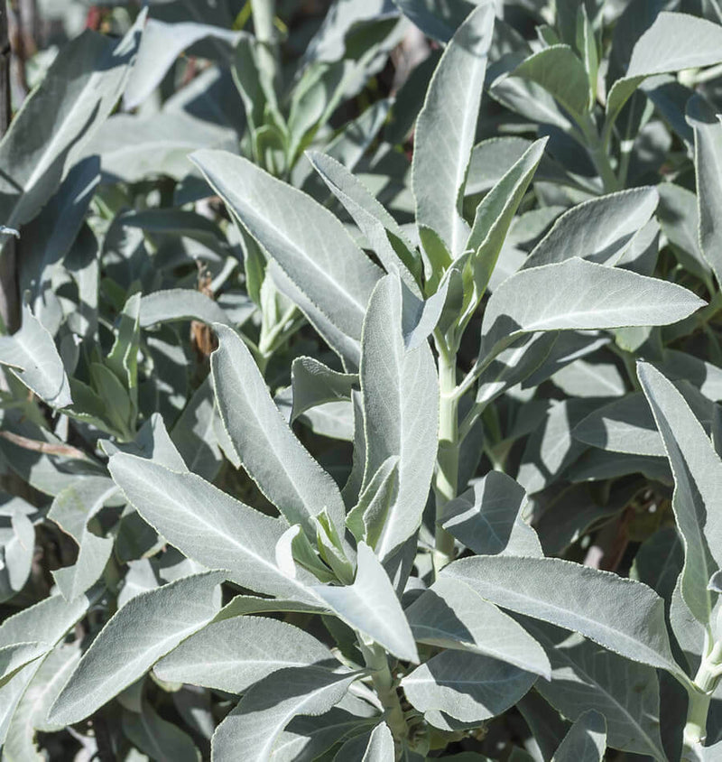 White Sage 20 - 750 Seeds ORGANIC Herbs Salvia Apiana Medicinal Rare Perennial