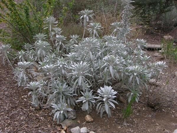 White Sage 20 - 1500 Seeds ORGANIC Herbs Salvia Apiana Medicinal Rare Perennial
