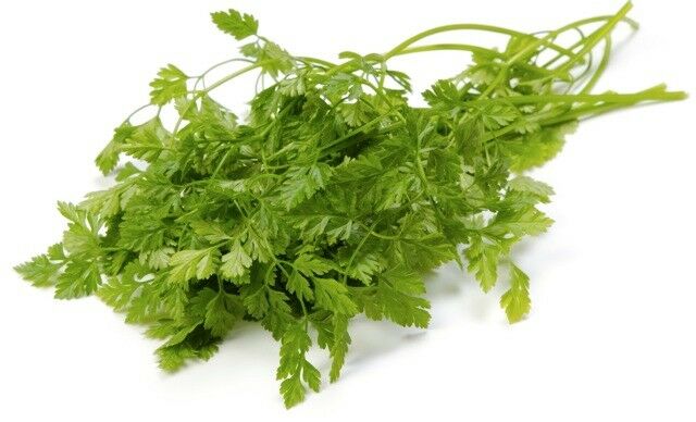 Winter Chervil herb 100 - 48,000 seeds French Parsley Heirloom Garden Wholesale