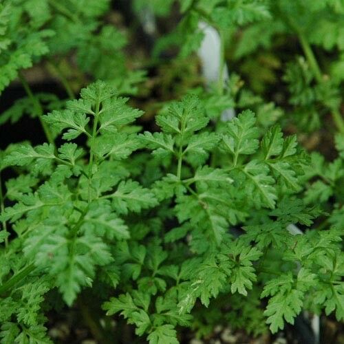 Winter Chervil herb 100 - 48,000 seeds French Parsley Heirloom Garden Wholesale