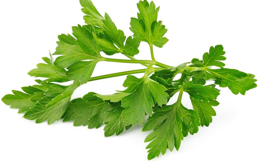 Winter Chervil herb 100 - 48,000 seeds French Parsley Heirloom Garden Wholesale