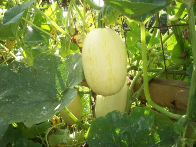 Vegetable Spaghetti Squash 10 - 20 - 50 Seeds Winter Squash heirloom fun to grow