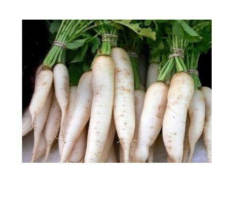 White Icicle Radish 30 - 2000 Seeds Heirloom Only 25 days!! long slim big fast