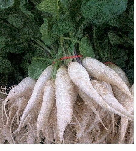 White Icicle Radish 30 - 2000 Seeds Heirloom Only 25 days!! long slim big fast