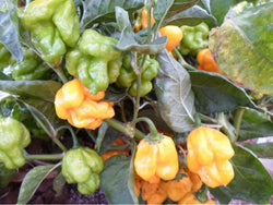 Yellow Brazilian 15 Seeds Rare Hot Pepper Great for hot sauce! Aromatic