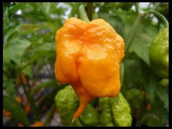 Yellow PRIMO SuperHot Chili Pepper 15 Seeds Extreme RARE Guinness World Record