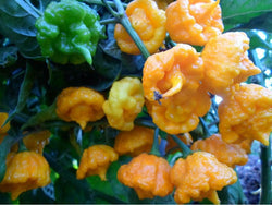 Yellow Sunrise 10 seeds Hot Pepper Lemon like Aromatic prolific plant RARE!