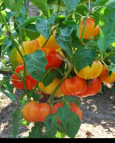 Alma Paprika 25 Seeds Sweet red pepper ORGANIC Great for Grinding!