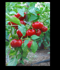 Organic 25 Seeds Sweet red Alma PAPRIKA pepper Great 4 Grinding! Spicy DIY fresh