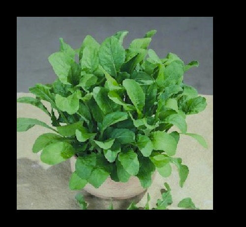 Arugula ASTRO 300 - 5000 seeds Heirloom Garden zesty healthy salad Nutty flavor