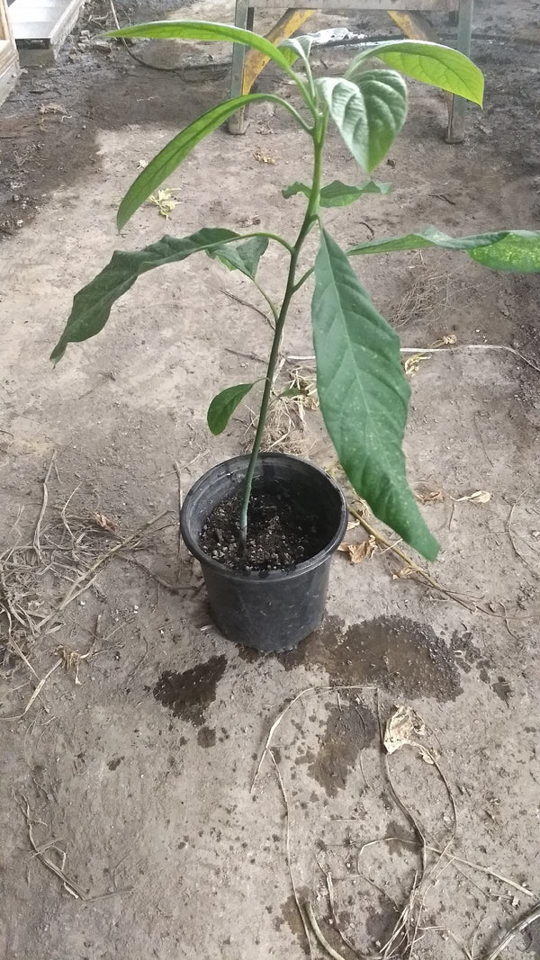 1 Live 17 – 23" inch Plant Hass Avocado Beautiful Indoor / Outdoor Fruit Tree