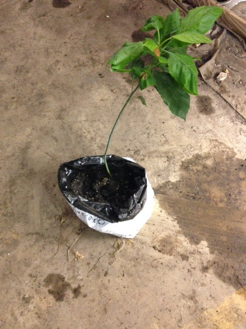 1 Live 17 – 23" inch Plant Hass Avocado Beautiful Indoor / Outdoor Fruit Tree