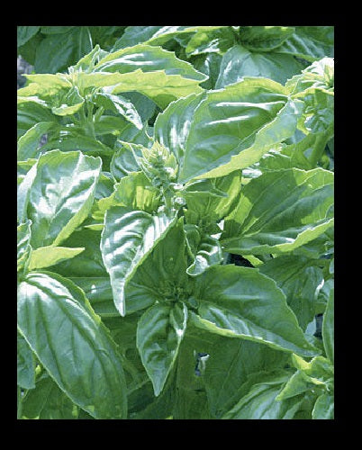3 (6) Live 4 - 7" inch Seedlings Genovese Basil Culinary Aroma Fresh Herb Pesto