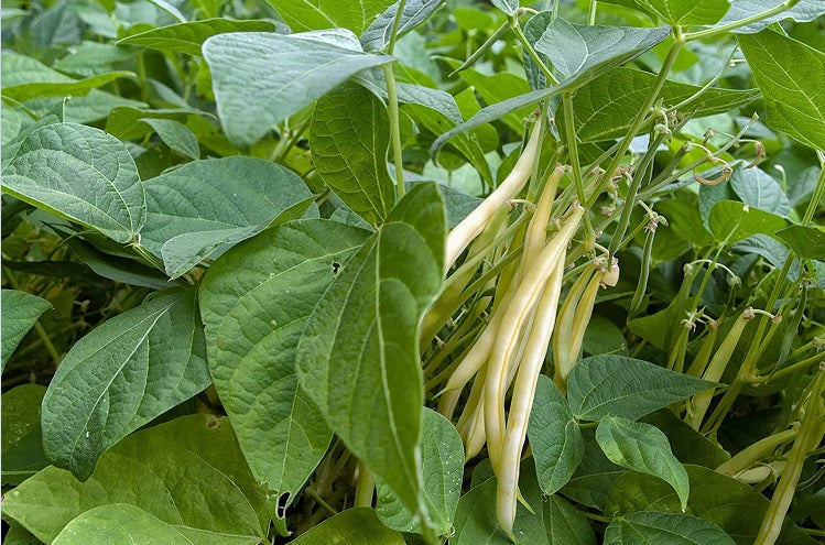 Cherokee Wax Bean 10 Seeds Snap Bush Heirloom AAS winner Productive!