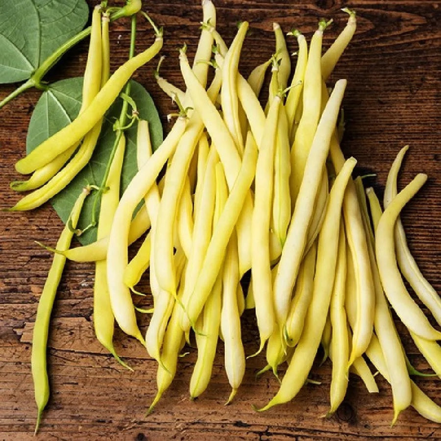 Cherokee Wax Bean 10 Seeds Snap Bush Heirloom AAS winner Productive!