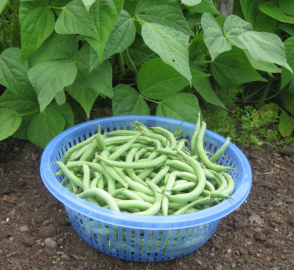 10 Seeds Bush Blue Lake 274 Beans Heirloom Green String Non GMO Classic beauty