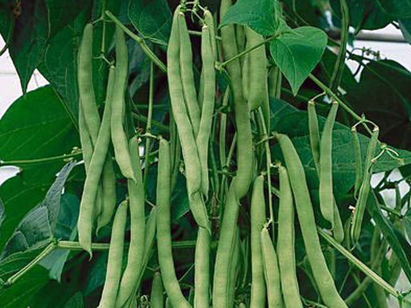 10 Seeds Bush Blue Lake 274 Beans Heirloom Green String Non GMO Classic beauty