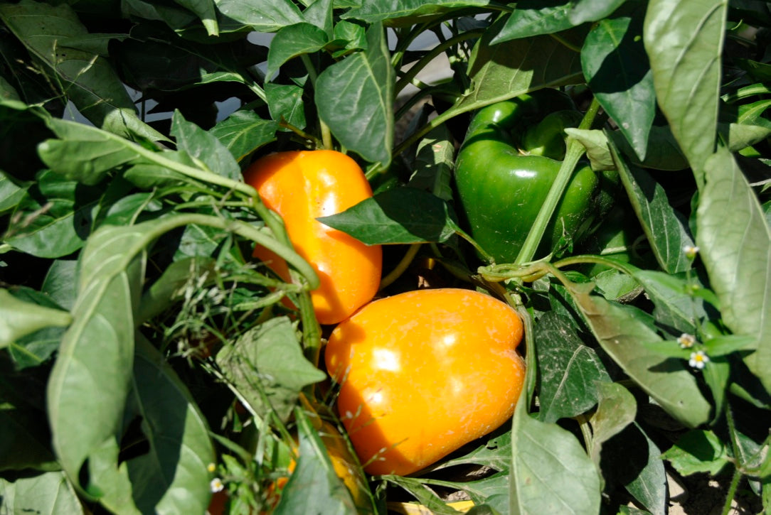 PRE ORDER 3 Live 3 - 5" inch Seedlings Golden California Wonder Sweet Large Bell Pepper