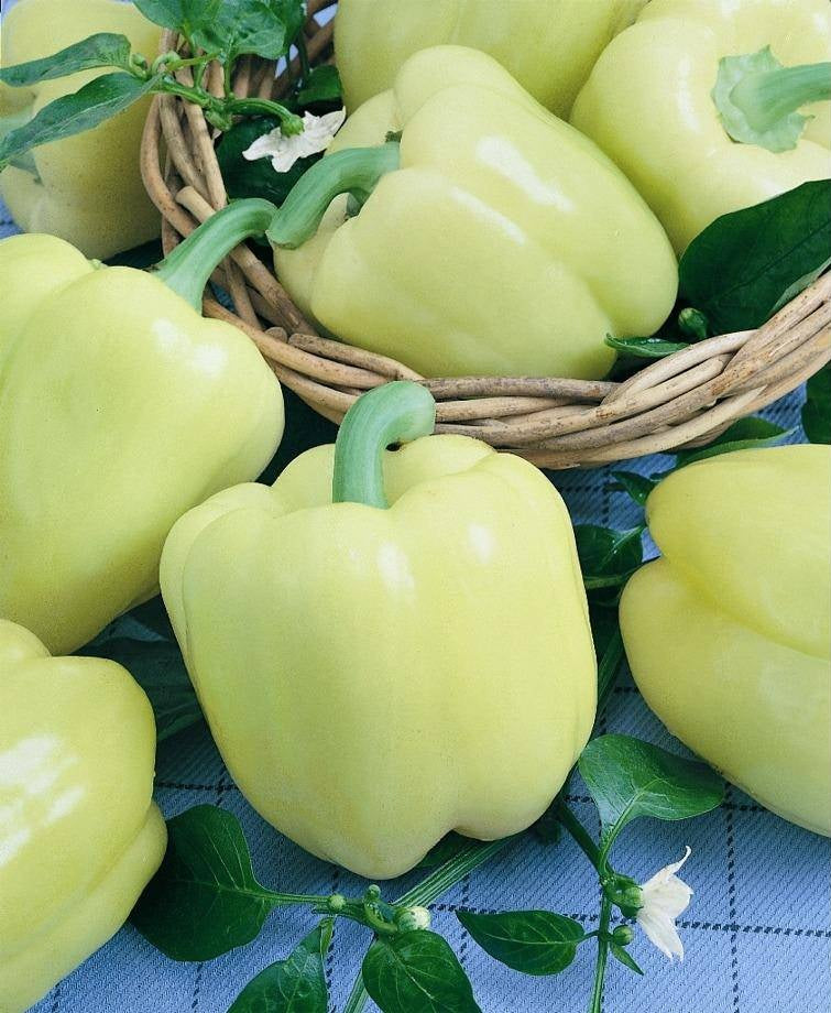 1000 Seeds Trinidad 7 Pod (7 Pot) PRIMO Rare Hottest Pepper World Record EXTREME