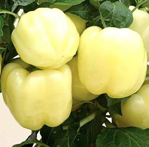 1000 Seeds Trinidad 7 Pod (7 Pot) PRIMO Rare Hottest Pepper World Record EXTREME