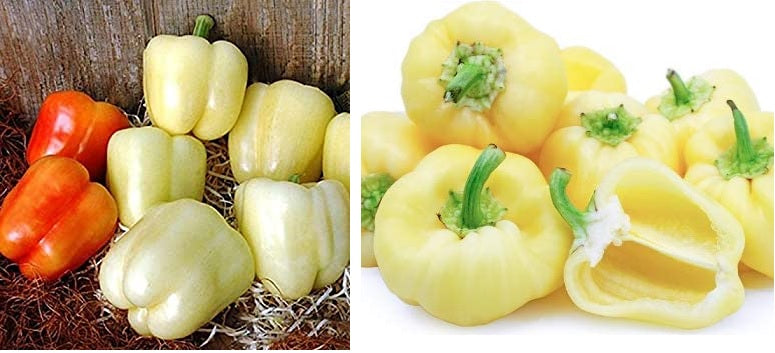 White Cloud Sweet Bell Pepper select 25 -100 -1000 Seeds Early! Rare color