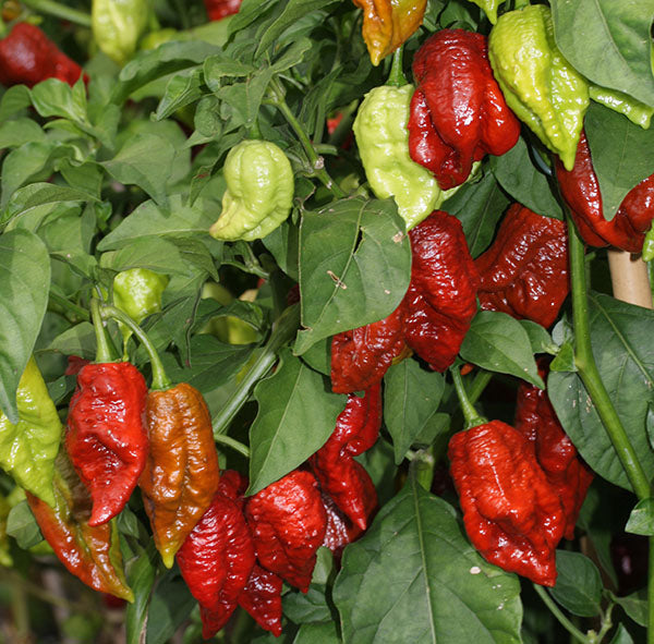 10 Chocolate Brown Bhutlah Seeds Fresh World Record Bhut Jolokia x Douglah HOT