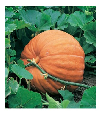 10 Big Max Pumpkin Seeds – Heirloom Giant Pumpkin – Grows Up To 100 Lbs – Non-GMO – Easy To Grow – Green Garden Seeds – USA