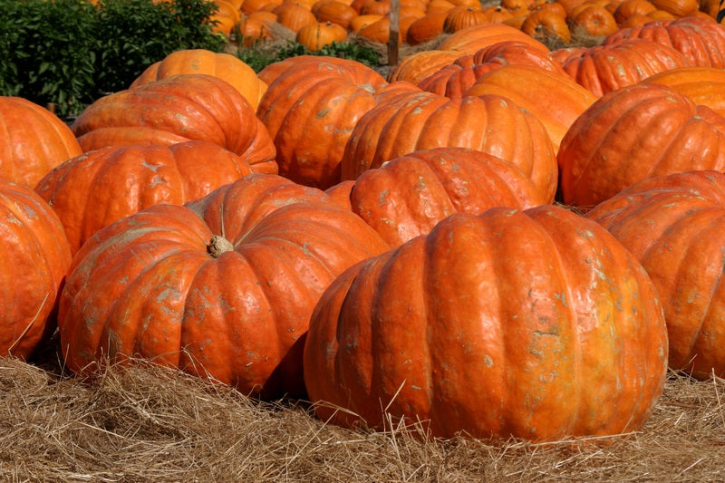 10 seeds Big Max Giant Pumpkin Heirloom Huge prizewinners weigh 100+ pounds!