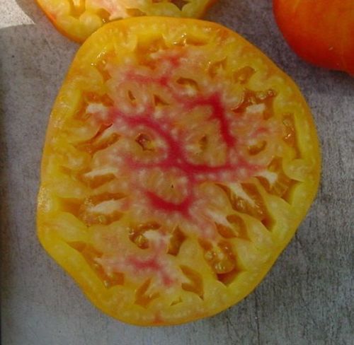 20 seeds Big Rainbow Tomato ORGANIC Heirloom big beefsteak meaty beautiful rare