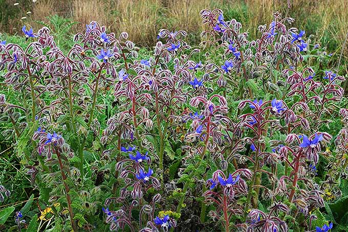 Borage 35 - 1/2 LB Seeds Starflower Tailwort Herb Bulk Native Bees pollinators