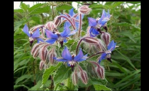 Borage Seeds - 35 To 640 Seeds, Starflower Herb For Bees & Pollinators