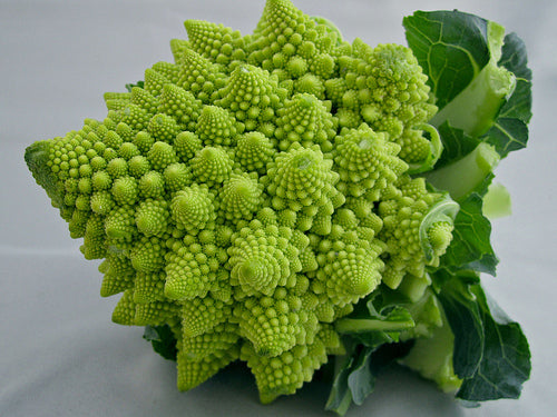 Romanesco Italia Broccoli 100, 500, 1000 Seeds Fractal Natalino Brocoflower RARE Heirloom