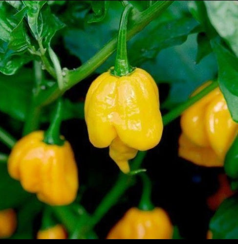 COMBO PACK: 20 Seeds Trinidads BUTCH T RED & YELLOW, MORUGA SCORPION Hot PEPPER