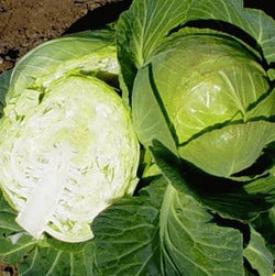 Copenhagen Market Cabbage 200 - 4000 Seeds Early 4-5 lbs grow your own Coleslaw & Sauerkraut!