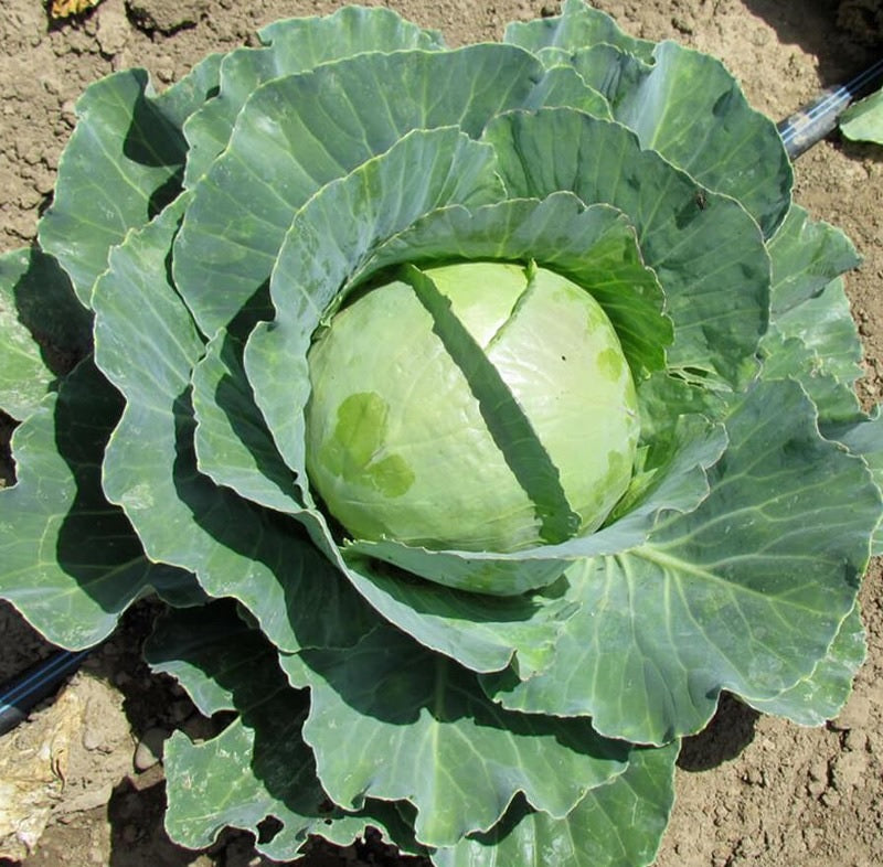 Copenhagen Market Cabbage 200 - 4000 Seeds Early 4-5 lbs grow your own Coleslaw & Sauerkraut!