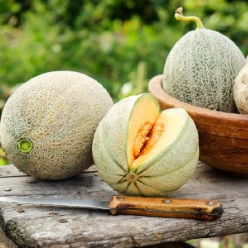 Honey Rock Canteloupe 25 Seeds Sugar Rock compact melon tough rind just 80 days!