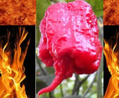 Pre-Order 6 8"-12" Carolina Reaper Plants