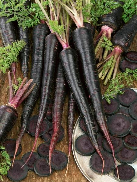 3 (9-12) Live 4 - 7" inch Seedlings Black Nebula Carrots 3 - 4 seedlings per pot