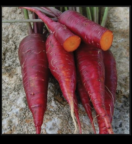 Purple Dragon Carrot 100 - 4,000 Seeds Beautiful color RARE Heirloom Lycopene!
