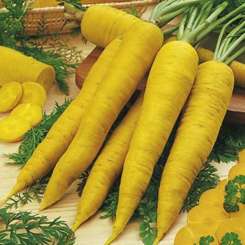 3 (9-12) Live 4 - 7" inch Seedlings Solar Yellow Carrots 3 - 4 seedlings per pot Colorful