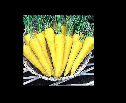 3 (9-12) Live 4 - 7" inch Seedlings Solar Yellow Carrots 3 - 4 seedlings per pot Colorful
