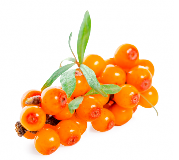 Sea Buckthorn 25 - 100 - 500 Seeds Seaberry Tree Hippophae rhamnoids Shrub 9X Vitamin C!!