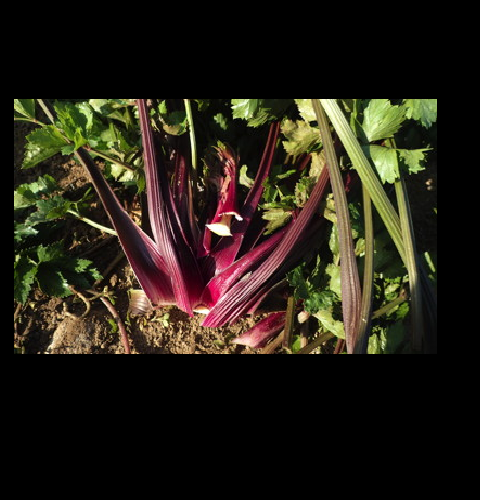 3 Live 4 - 10" inch Redventure Red Celery Seedlings Heirloom Rare plant