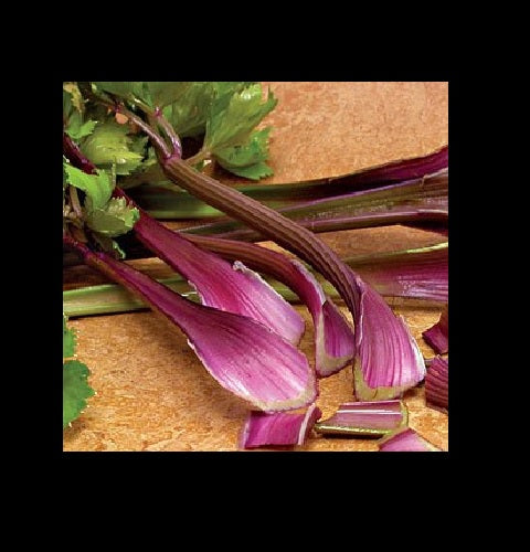 3 Live 4 - 10" inch Redventure Red Celery Seedlings Heirloom Rare plant