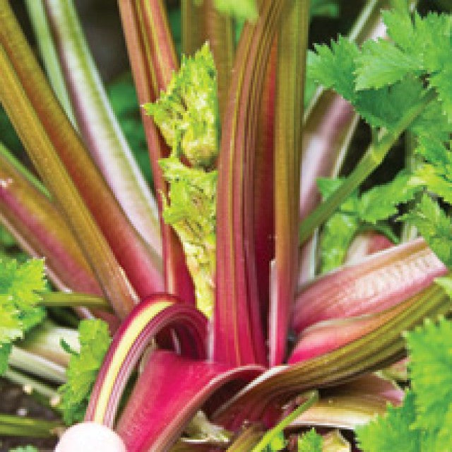 3 Live 4 - 10" inch Redventure Red Celery Seedlings Heirloom Rare plant