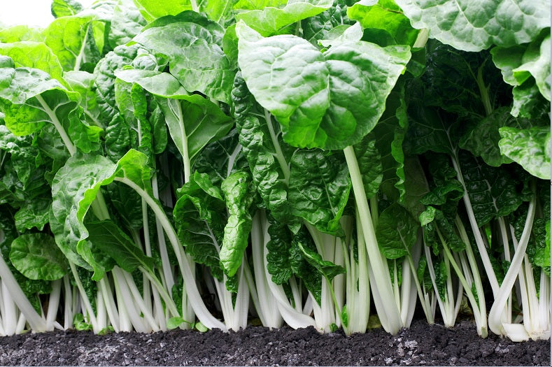 Fordhook Giant Swiss Chard 35 - 2000 Seeds Heat Tolerant Salad Greens Heirloom